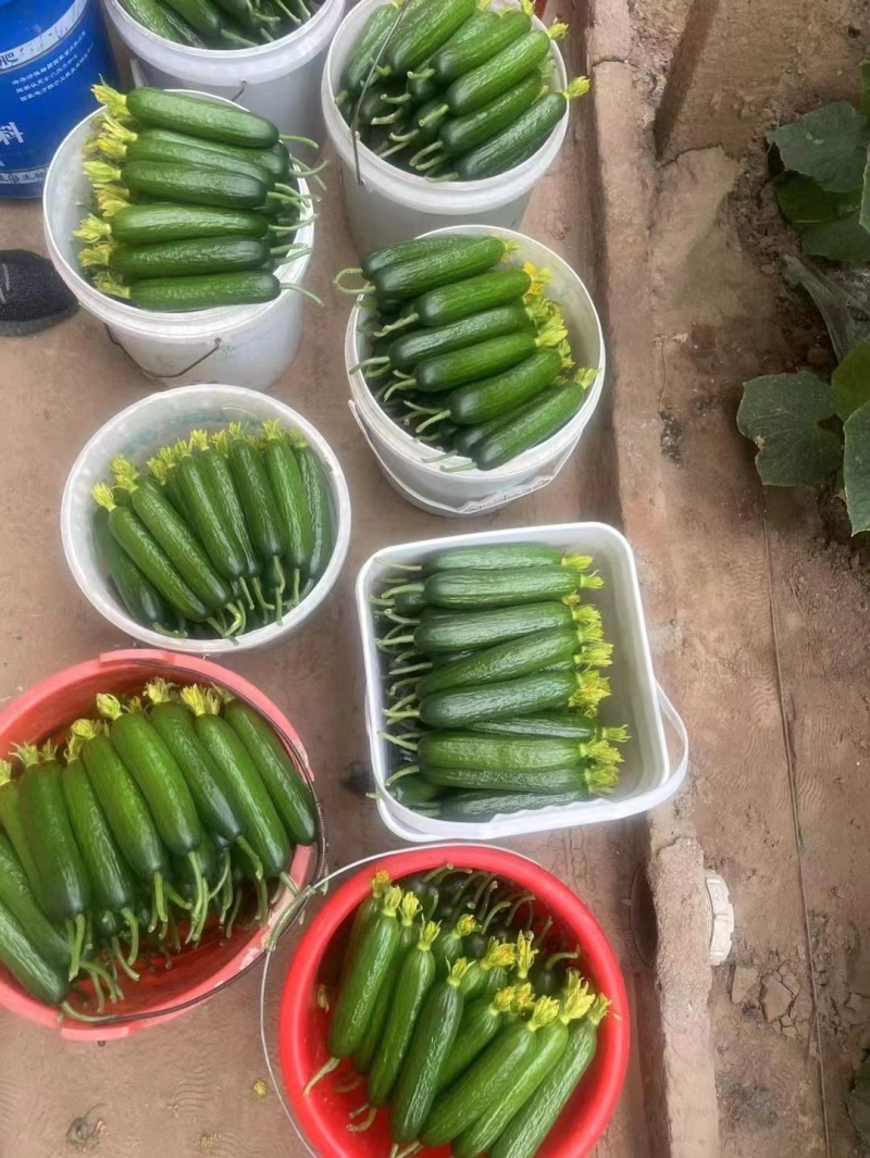 水果黄瓜苗无刺小黄瓜苗短把黄瓜苗寿光苗场全国直发