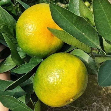 特早蜜橘