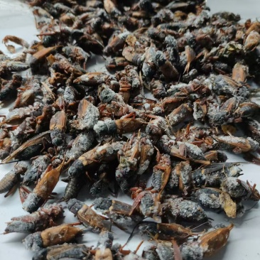 (实力推荐）自家养蟋蟀品质保证支持视频看货