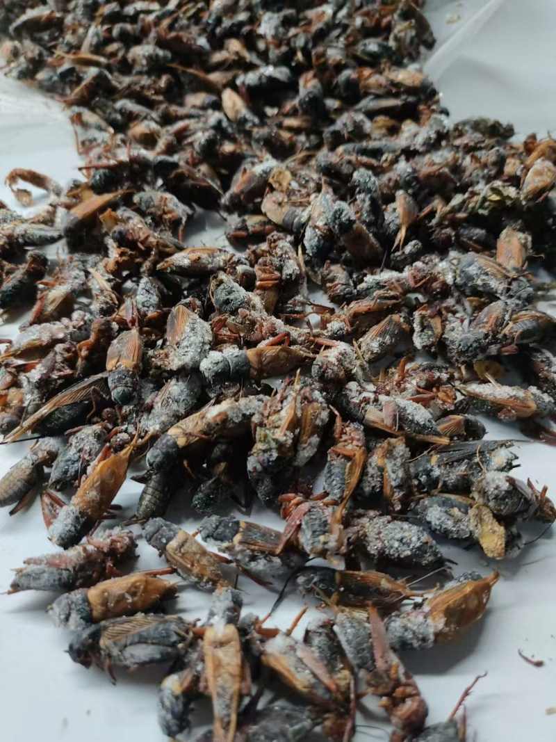 (实力推荐）自家养蟋蟀品质保证支持视频看货