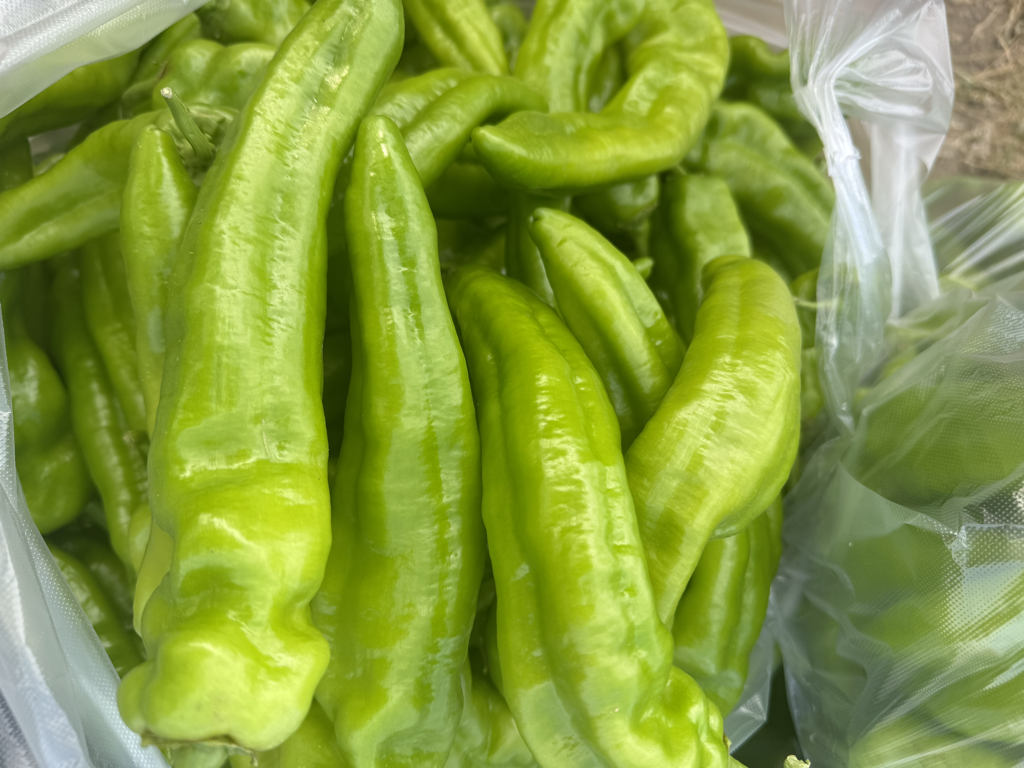 新鲜翠绿的尖椒特写
