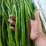 【推荐】线椒78号线椒辣椒二荆条线椒产地直发代发全国