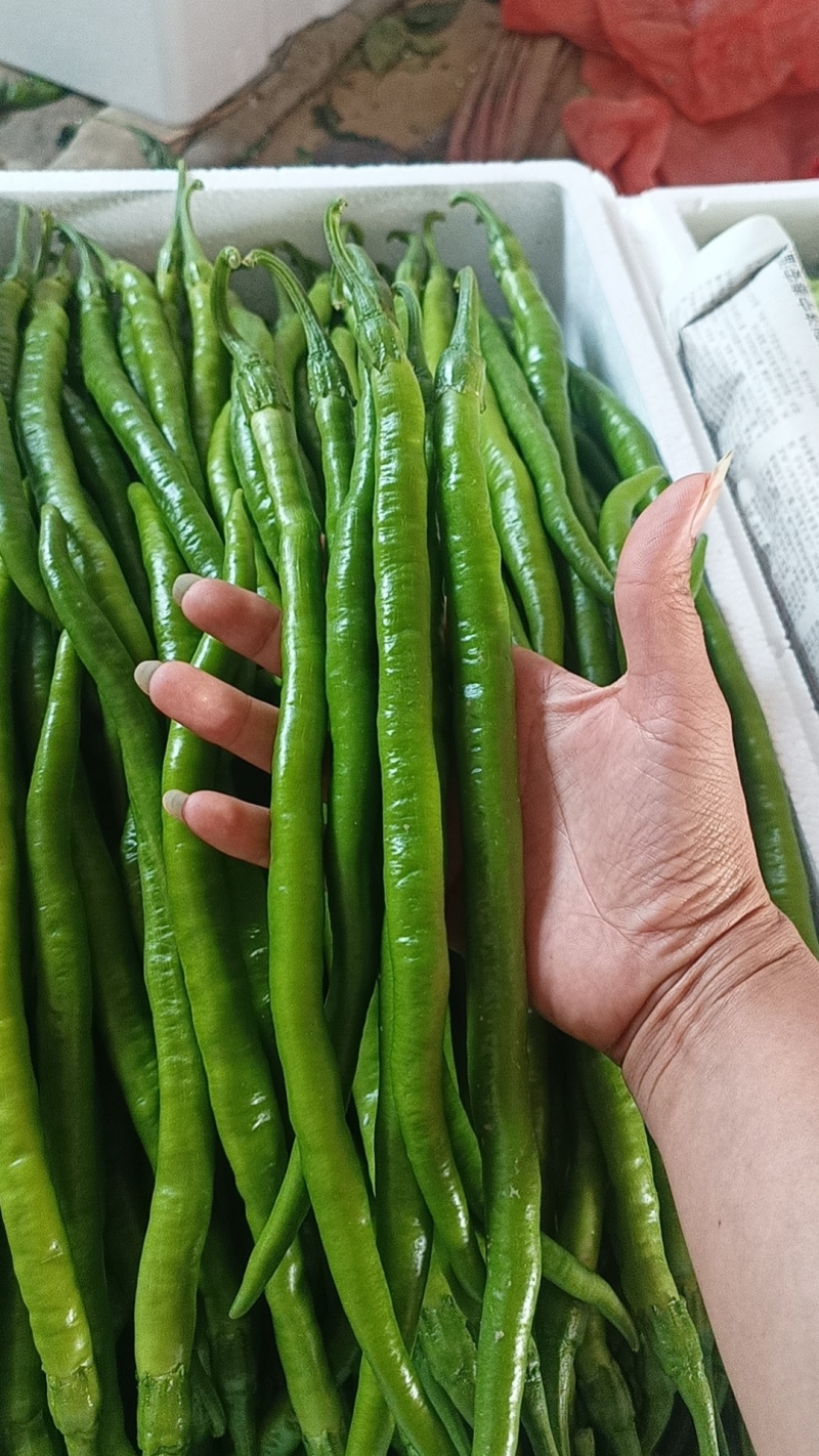 【推荐】线椒78号线椒辣椒二荆条线椒产地直发代发全国