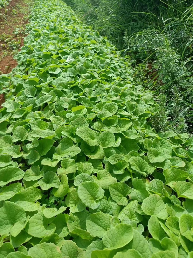 木香苗云南木香苗苗圃直发提供技术支持欢迎来电咨询