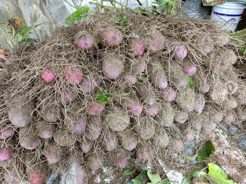 紫玉淮山药，大量现货视频验货量大从优批发代办0.2