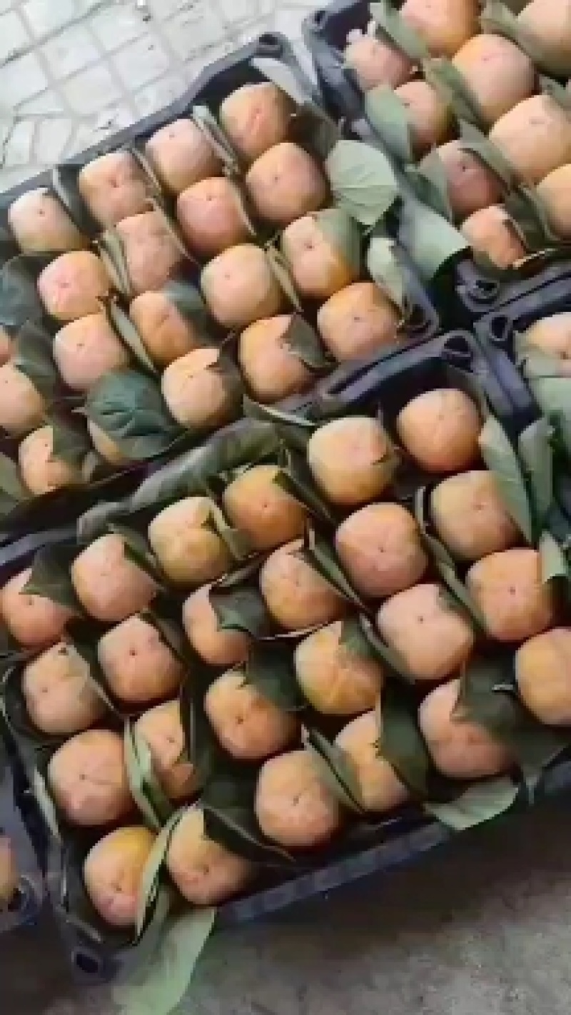 脆柿子