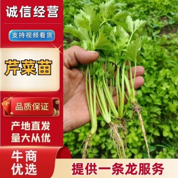 芹菜苗大量供应产地直发价格优惠品质保证欢迎来电