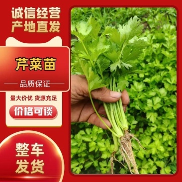 精品芹菜苗产地直发成活率高支持视频看货欢迎来电洽谈