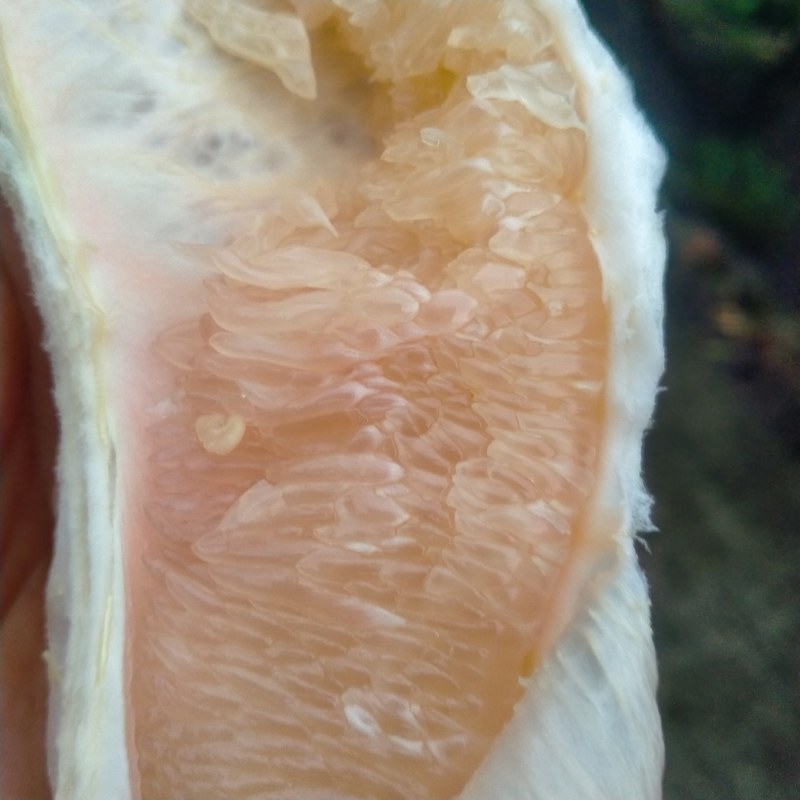 乐山白心柚大量有货，对接电商，商超市场