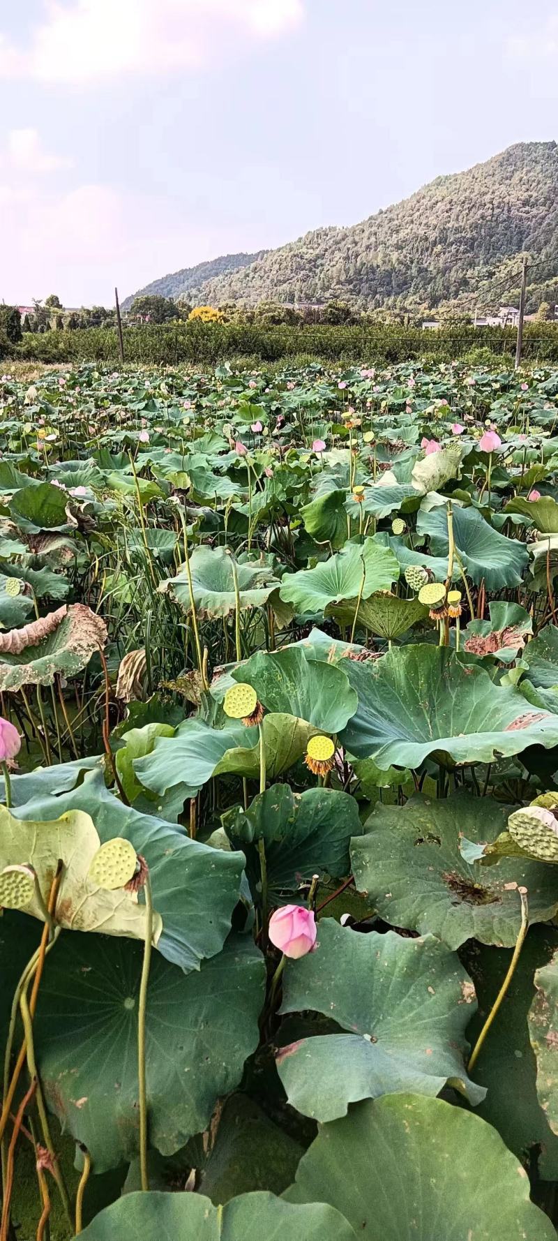 精品浙江白莲子大量供应，量大从优支持零售批发，货源充足