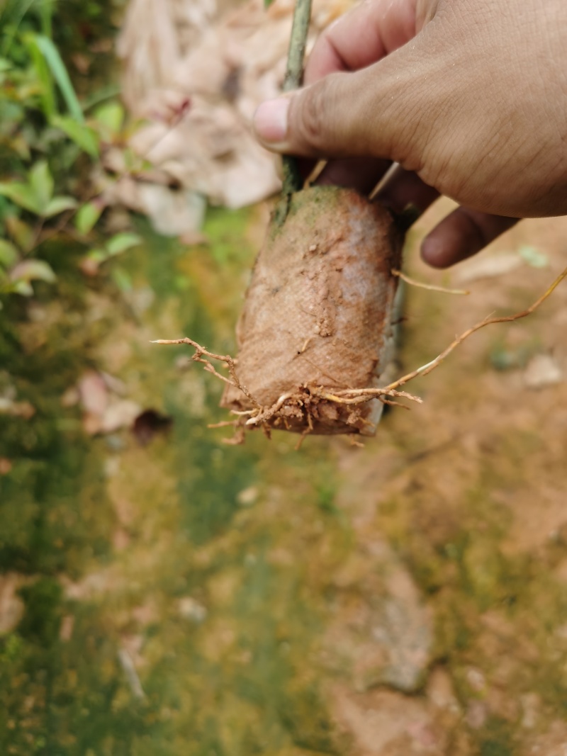 两面针苗中药材苗需要种植的欢迎前来咨询