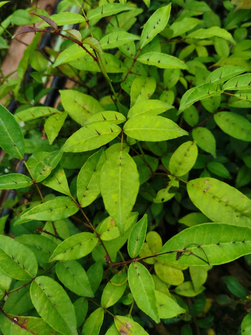 两面针苗中药材苗需要种植的欢迎前来咨询