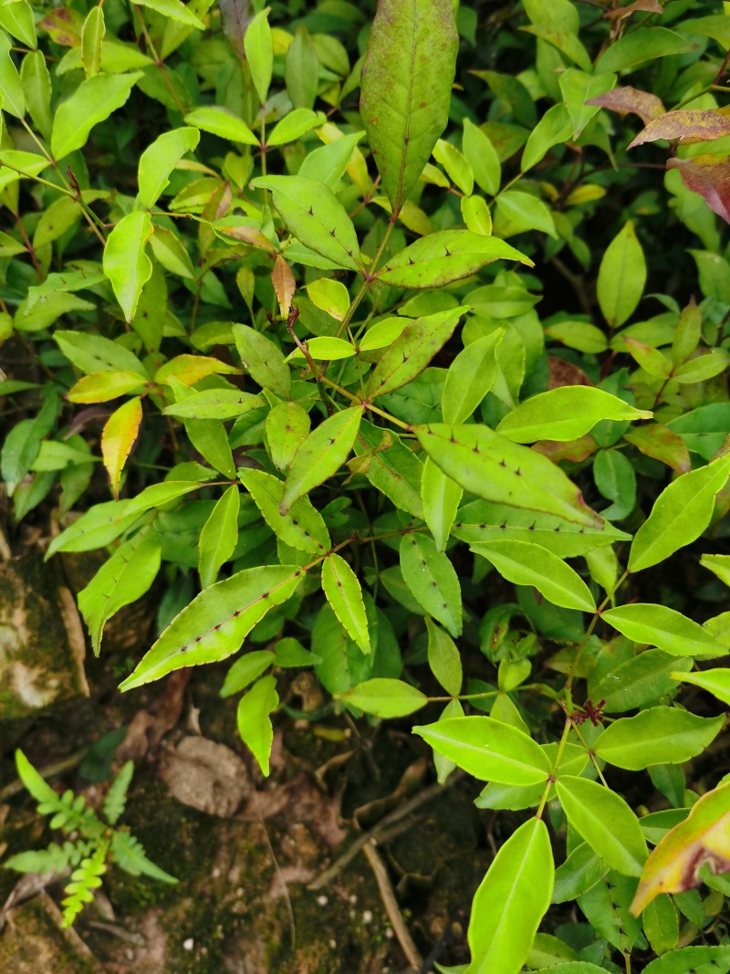 两面针苗中药材苗需要种植的欢迎前来咨询