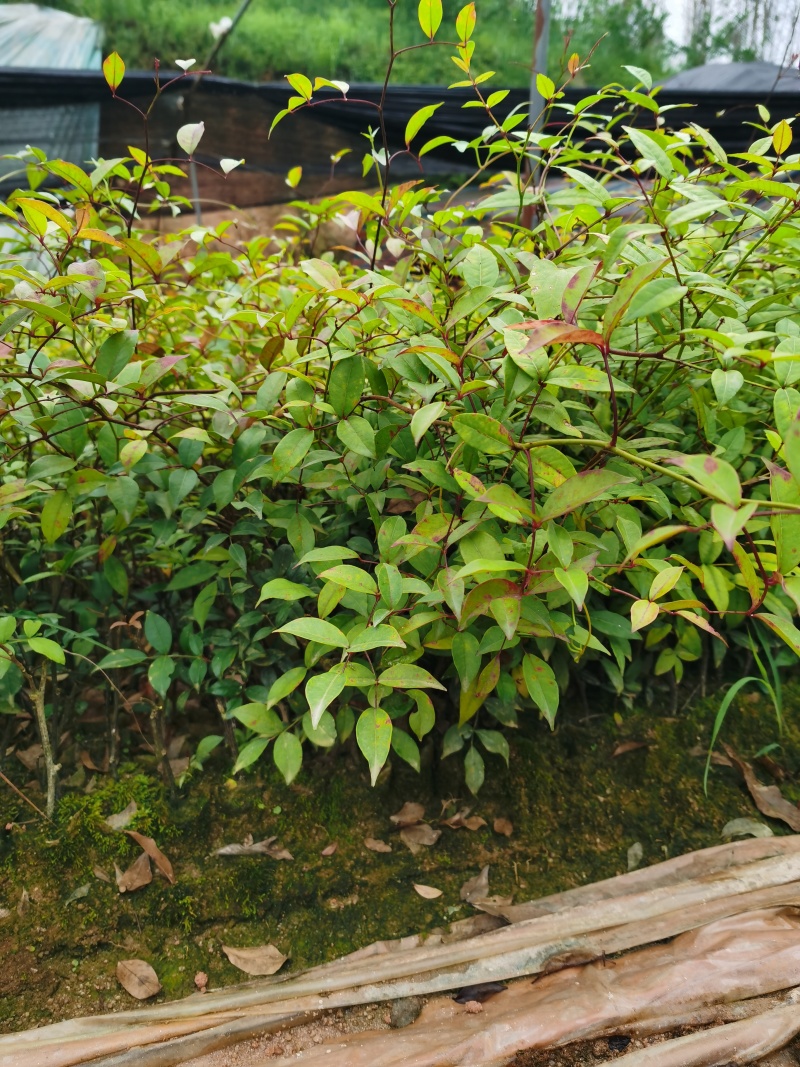 两面针苗中药材苗需要种植的欢迎前来咨询