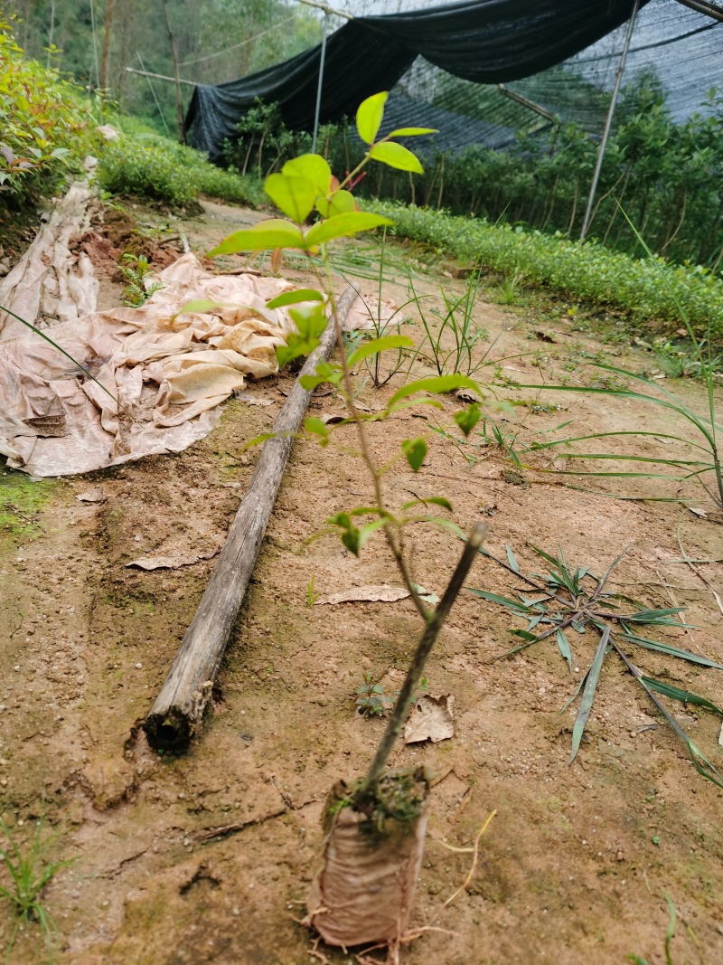 两面针苗中药材苗需要种植的欢迎前来咨询