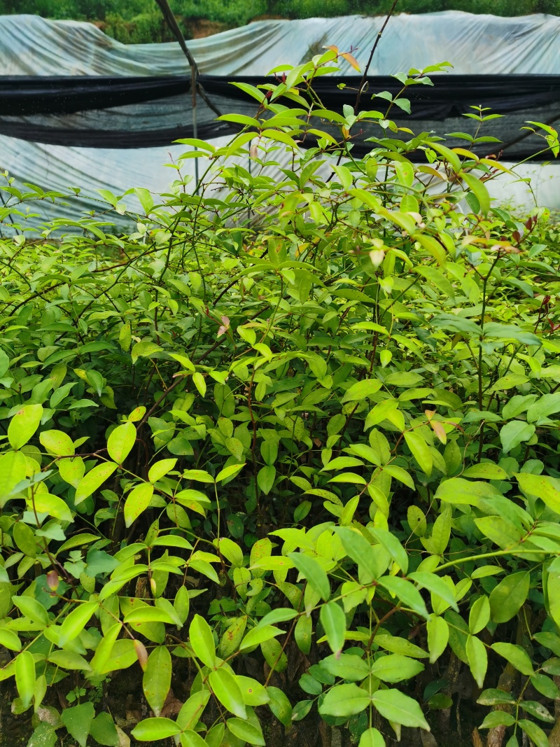 两面针苗中药材苗需要种植的欢迎前来咨询