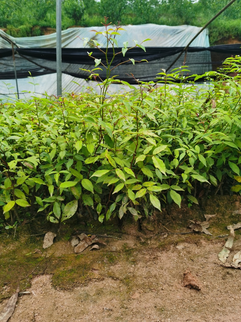 两面针苗中药材苗需要种植的欢迎前来咨询