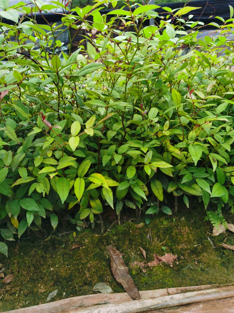 两面针苗中药材苗需要种植的欢迎前来咨询