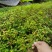 两面针苗中药材苗需要种植的欢迎前来咨询