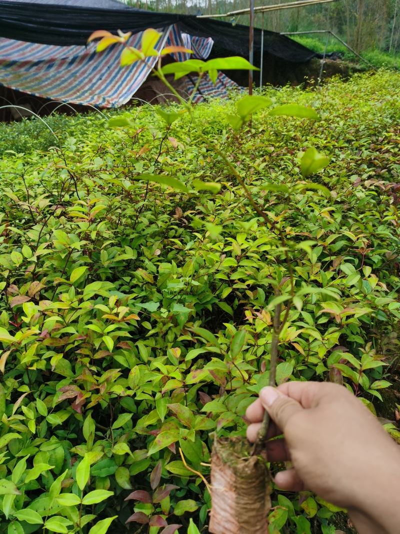 两面针苗中药材苗需要种植的欢迎前来咨询