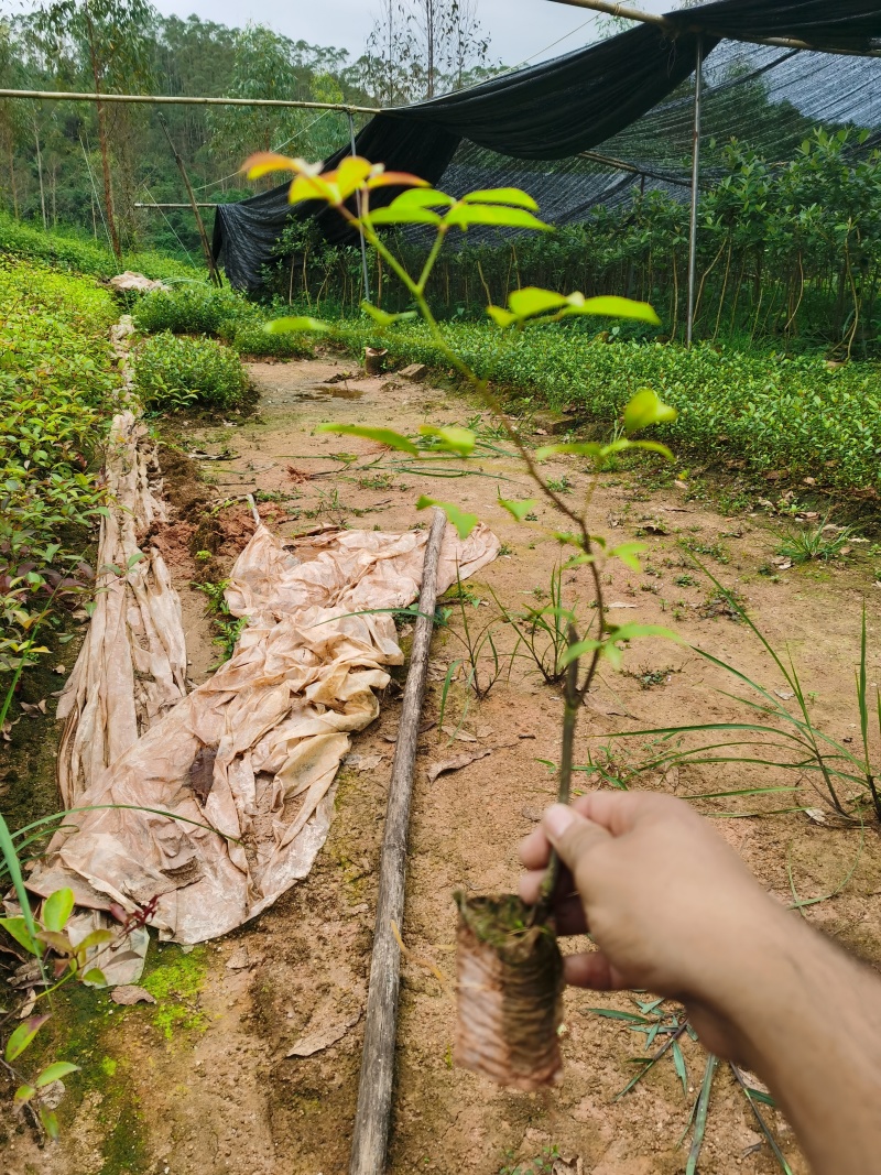 两面针苗中药材苗需要种植的欢迎前来咨询