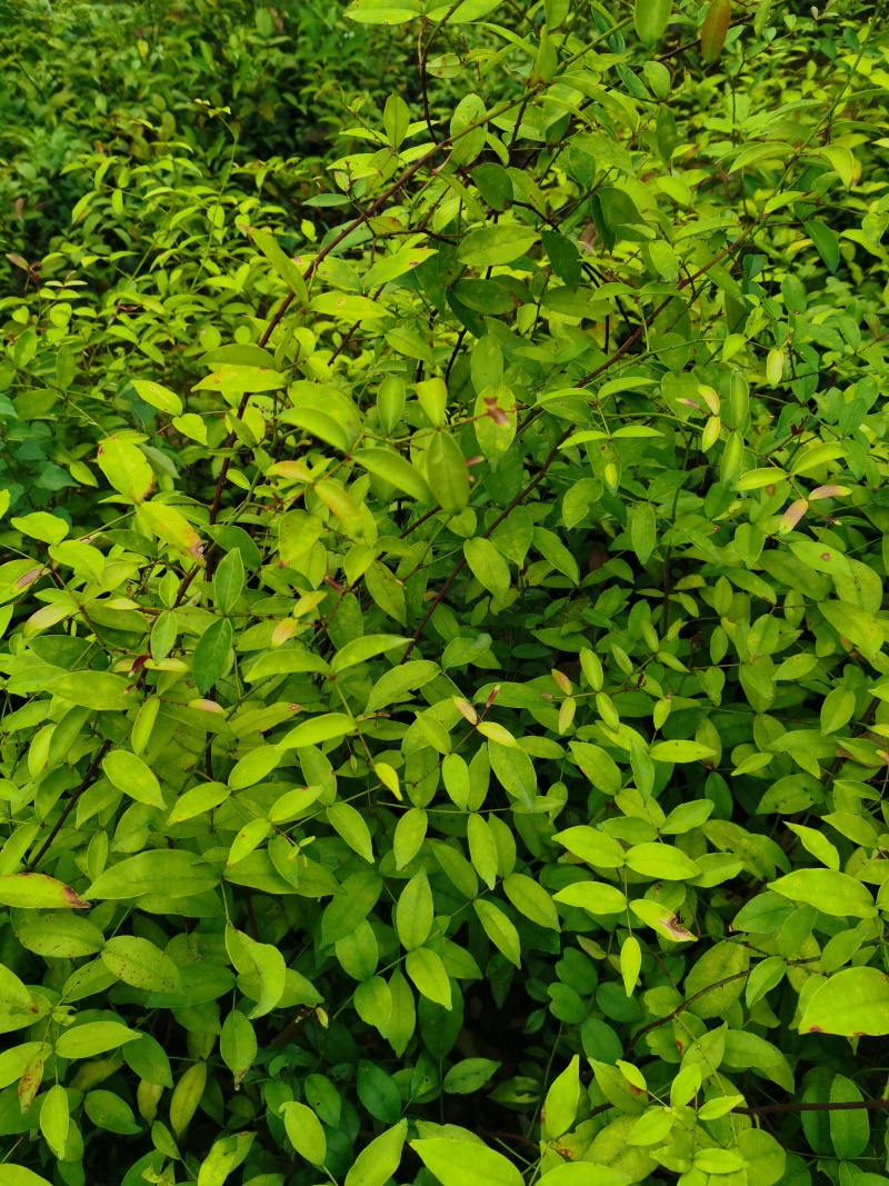 两面针苗中药材苗需要种植的欢迎前来咨询
