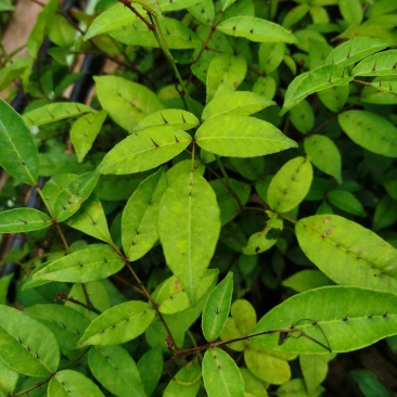 两面针苗中药材苗需要种植的欢迎前来咨询