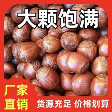 熟榛子，大榛子，自己家大榛子平欧榛子批发榛子原味榛子货源