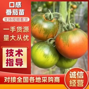 西红柿苗草莓番茄苗铁皮柿子苗浓绿肩口感番茄苗包邮