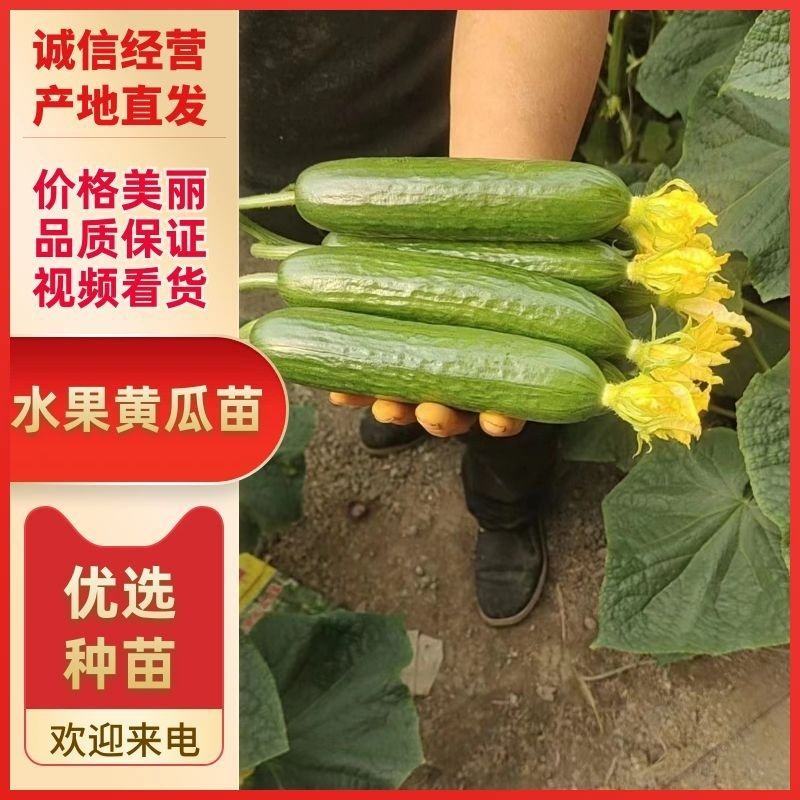 水果黄瓜苗无刺小黄瓜苗短把黄瓜苗寿光苗场全国直发
