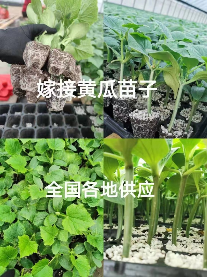 黄瓜苗嫁接强雌大黄瓜苗密刺黄瓜苗寿光基地直发量大从优
