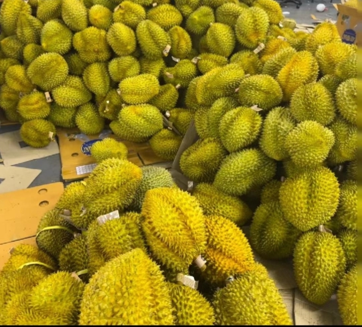 金枕头榴莲不同成熟阶段的果壳颜色对比图