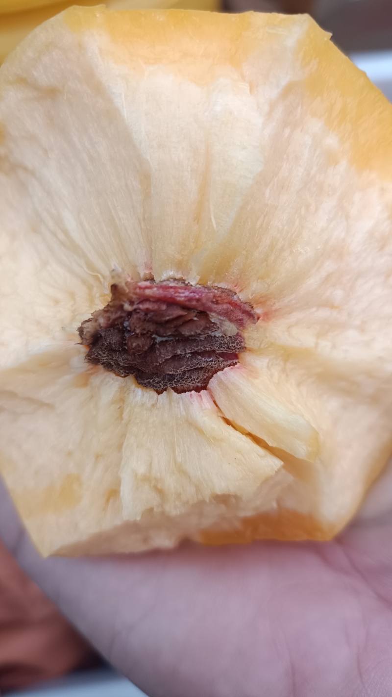 离核黄甜油桃成熟