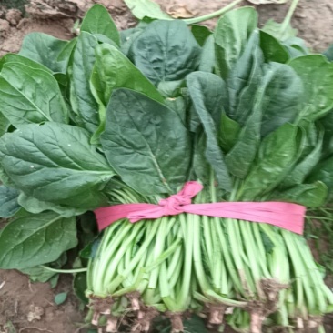 菠菜