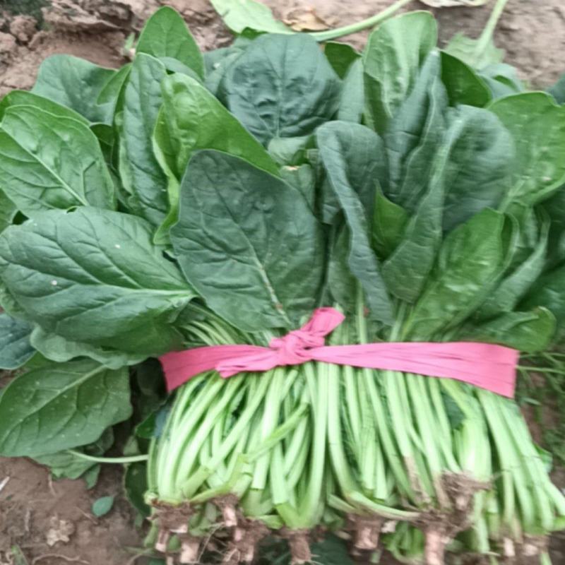 菠菜