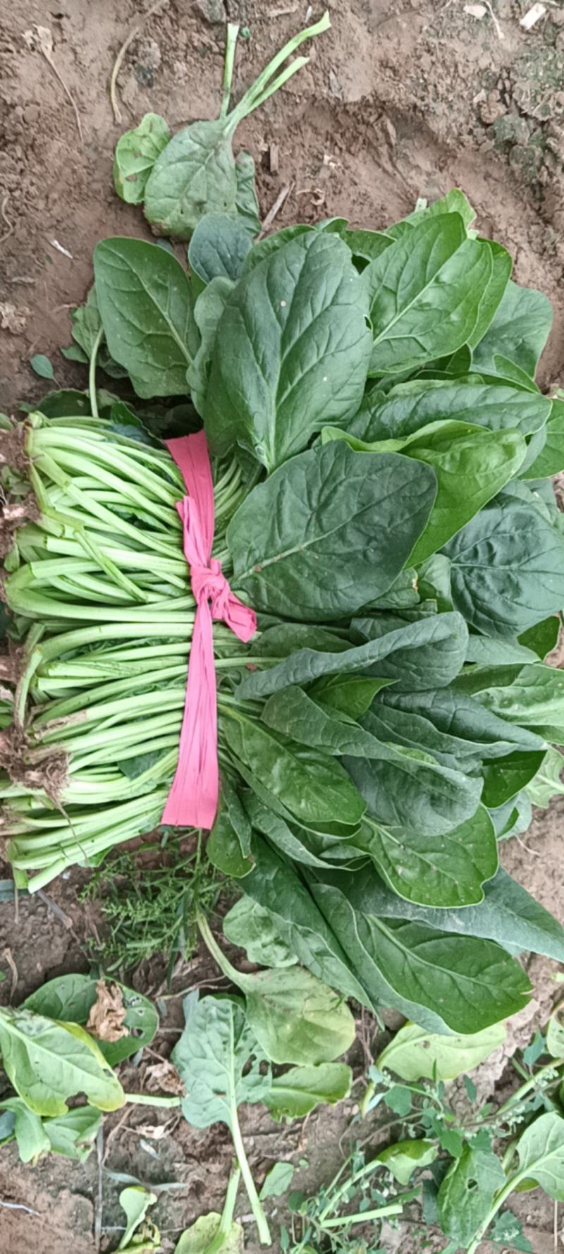 菠菜