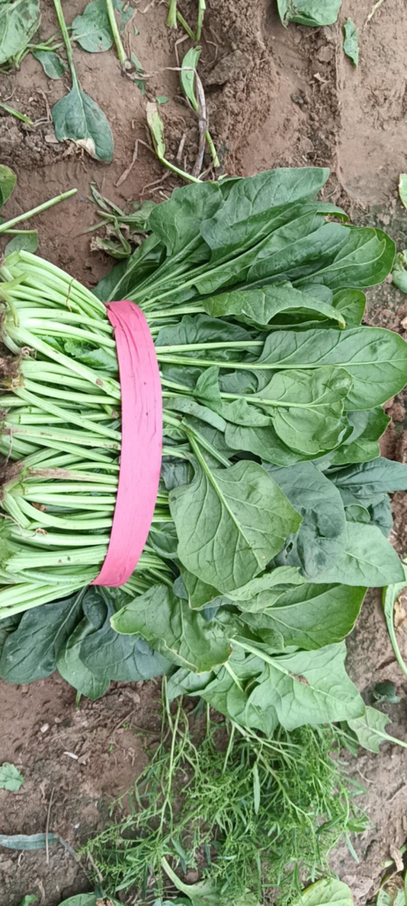 菠菜