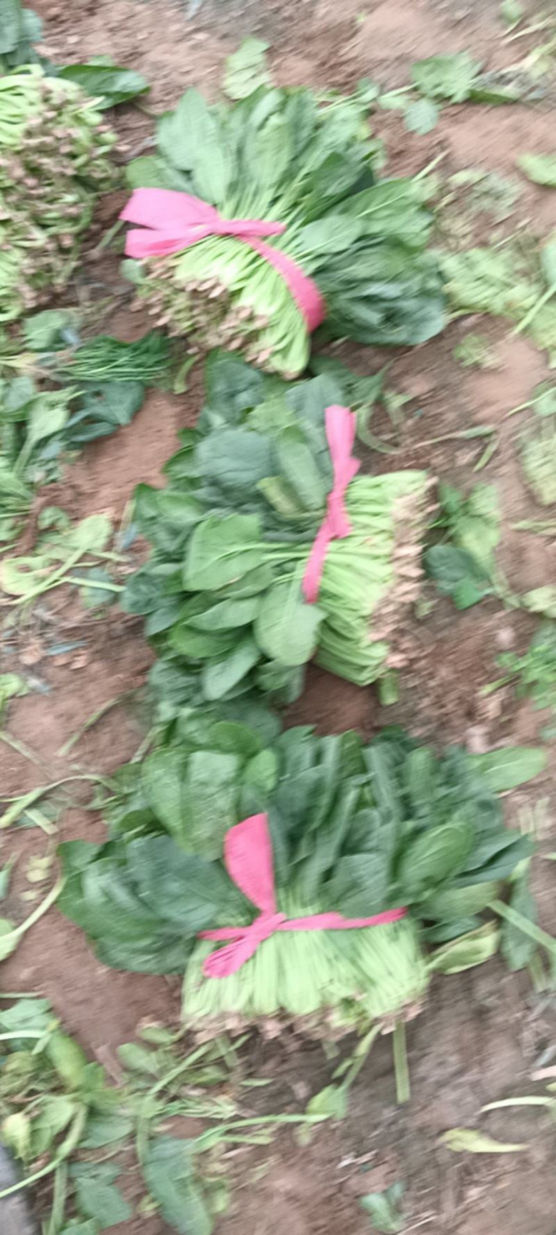 菠菜