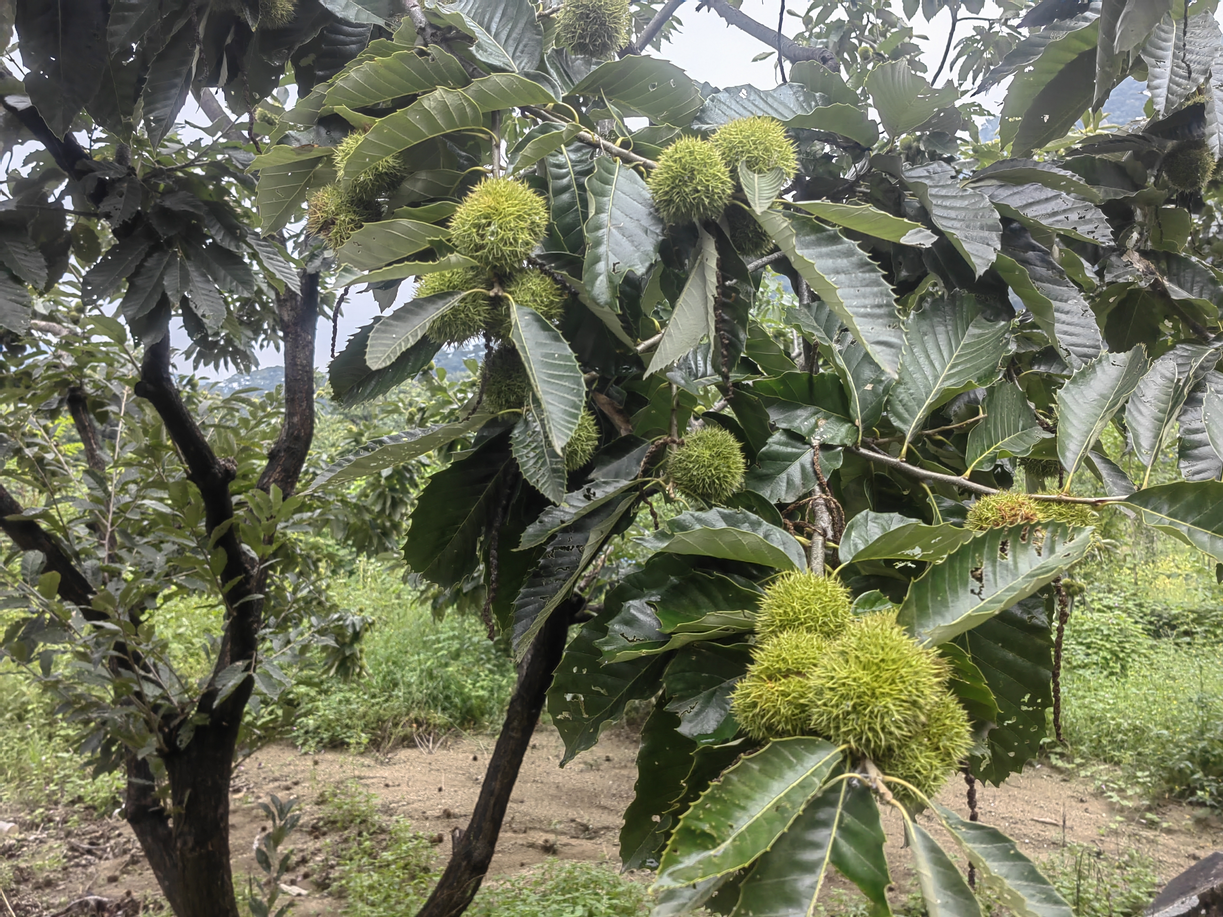板栗与锥栗植物学对比图