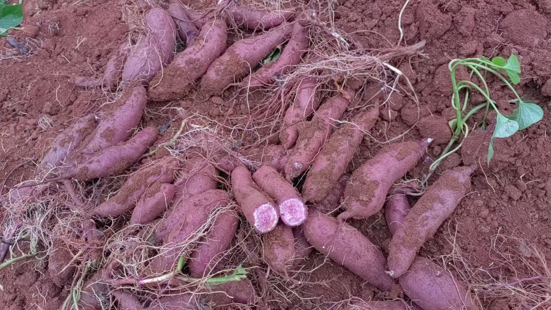 4888紫薯外观展示