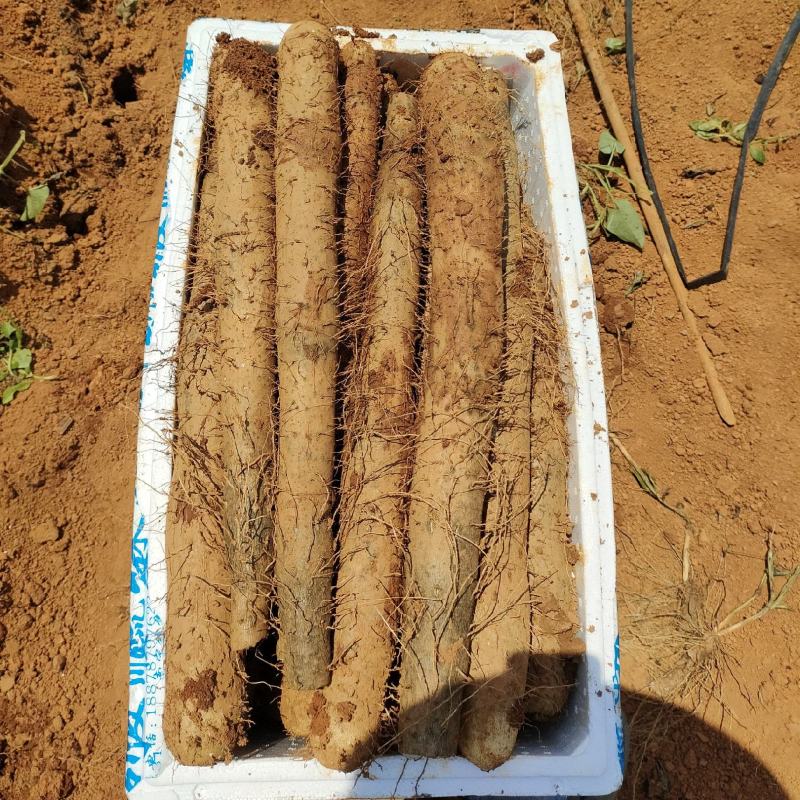 广西贺州精品淮山药大量供应，基地直发新鲜采摘量大从优