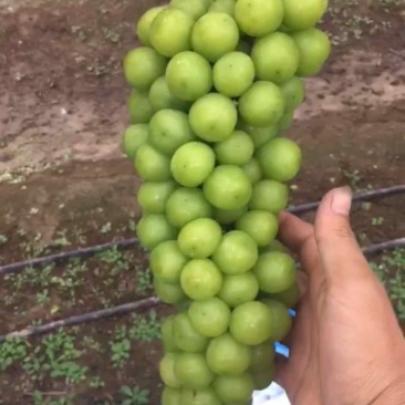 阳光玫瑰