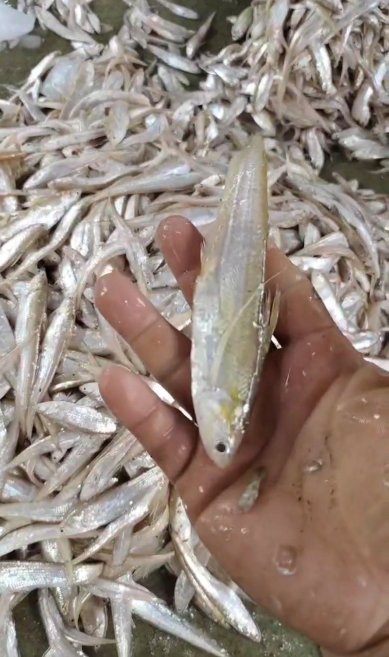 毛刀鱼刀鱼新鲜当天打捞量大从优品质保证欢迎联系
