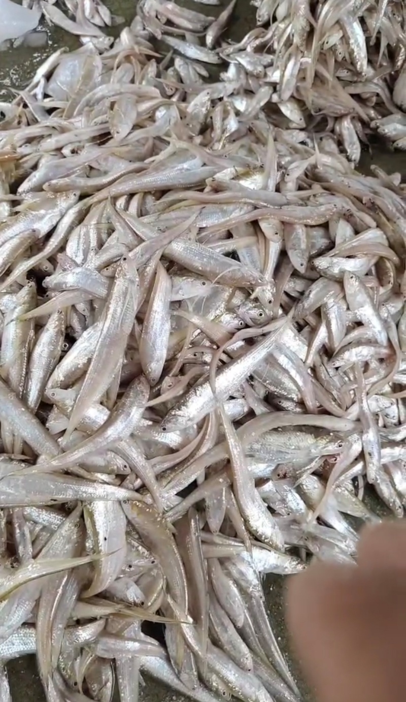 毛刀鱼刀鱼新鲜当天打捞量大从优品质保证欢迎联系