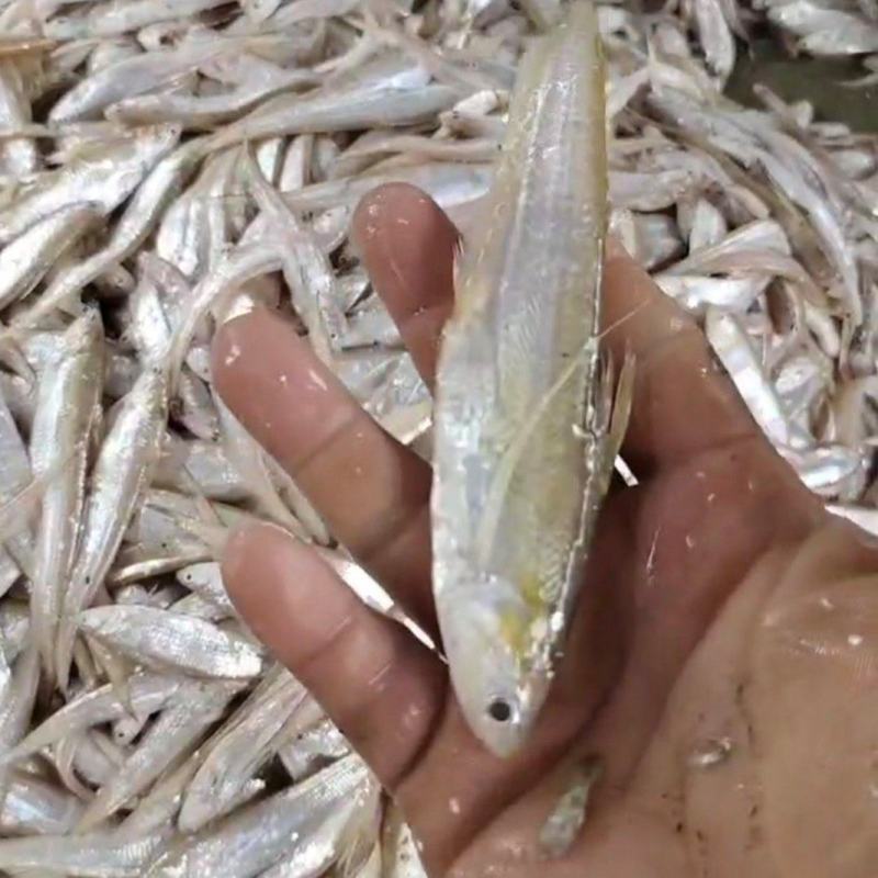 毛刀鱼刀鱼新鲜当天打捞量大从优品质保证欢迎联系