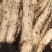 广西贺州精品淮山药大量供应，基地直发新鲜采摘量大从优
