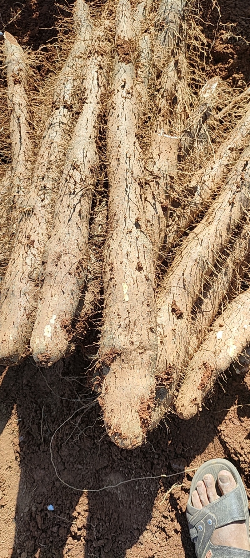 广西贺州精品淮山药大量供应，基地直发新鲜采摘量大从优