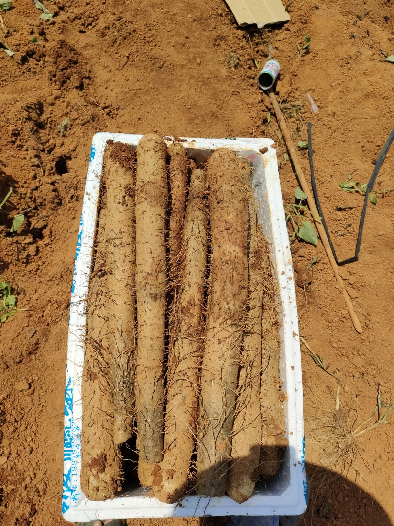 广西贺州精品淮山药大量供应，基地直发新鲜采摘量大从优