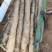 广西贺州精品淮山药大量供应，基地直发新鲜采摘量大从优