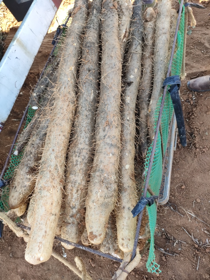 广西贺州精品淮山药大量供应，基地直发新鲜采摘量大从优